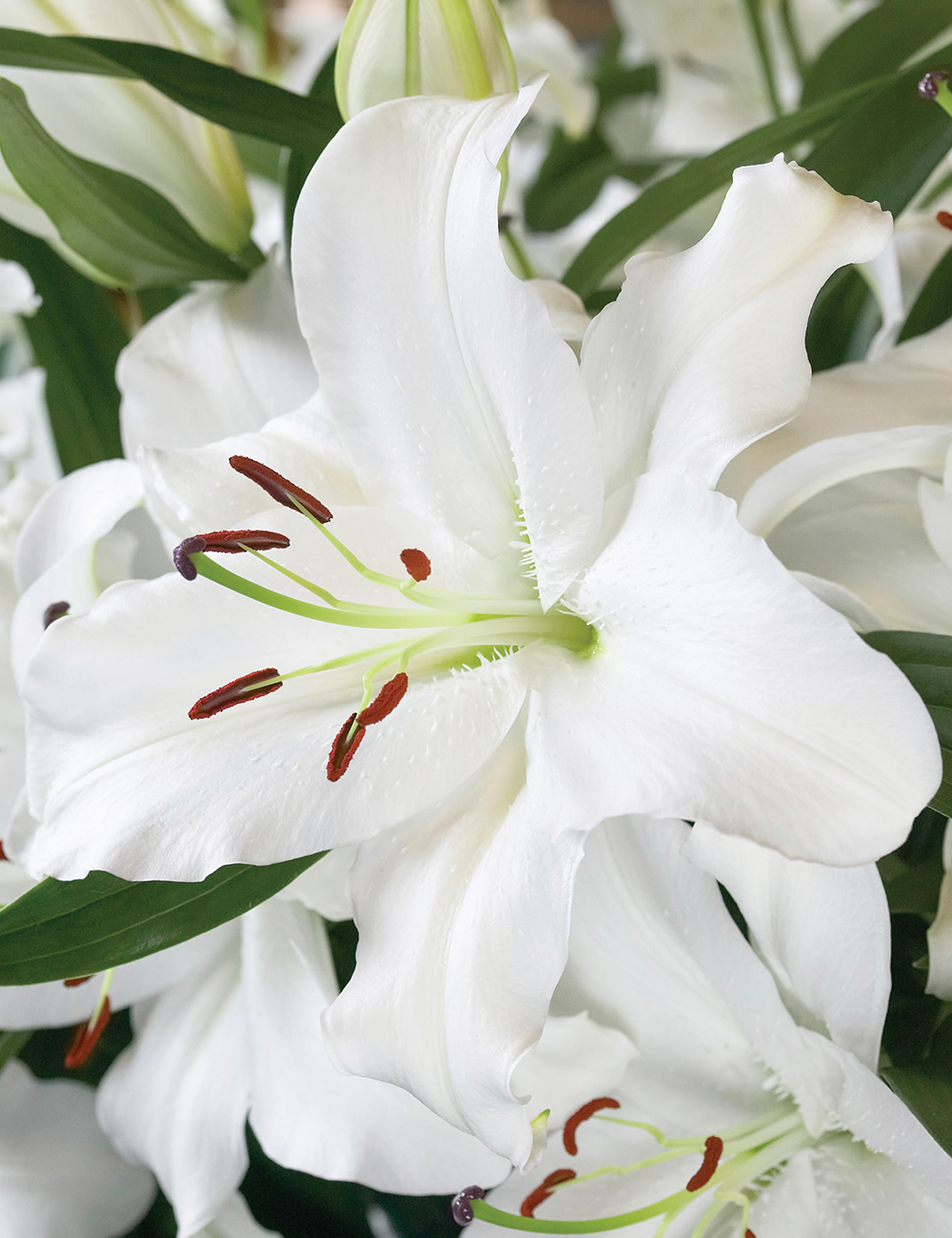 Lilium Oriental 'Santander'